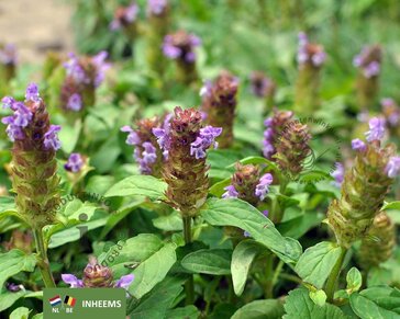 Prunella vulgaris