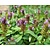 Prunella vulgaris