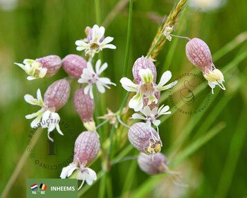 Silene vulgaris image