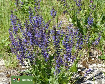 Salvia pratensis