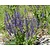 Salvia pratensis