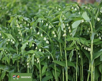 Polygonatum multiflorum image