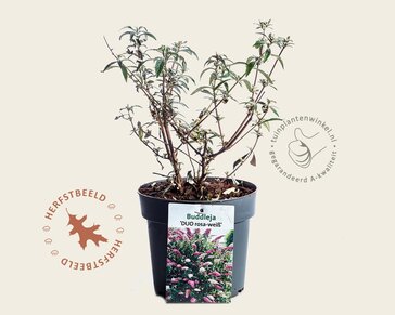 Buddleja davidii 'Duo Roze-Wit'