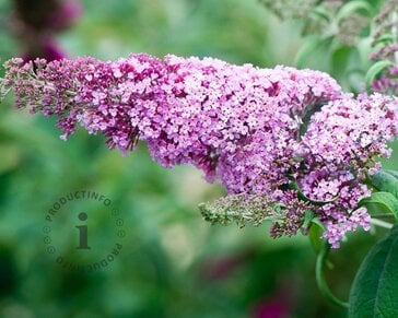 Buddleja davidii 'Duo Roze-Wit'