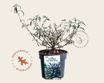 Buddleja davidii 'Duo Paars-Wit'