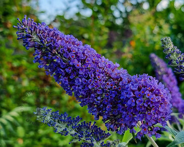 Buddleja davidii 'Duo Paars-Wit'