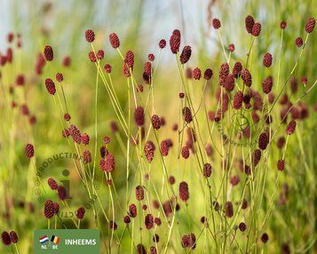 sanguisorba officinalis image