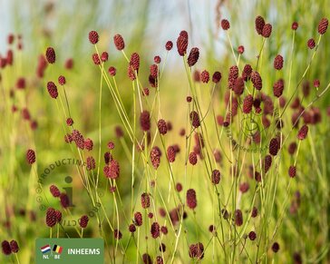 sanguisorba officinalis