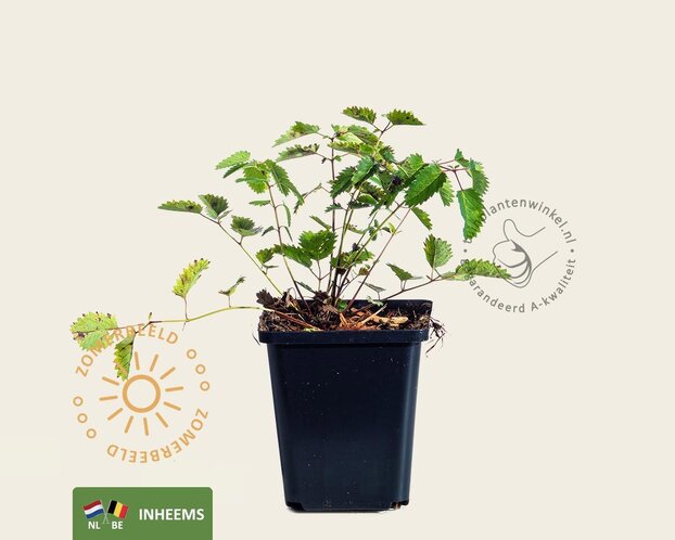 sanguisorba officinalis