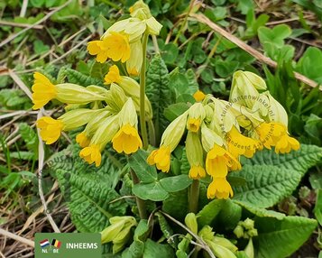 Primula veris image