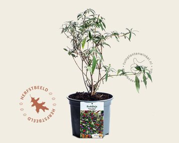 Buddleja davidii 'Tricolor' image