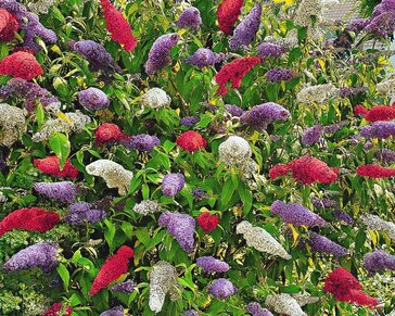 Buddleja davidii 'Tricolor'