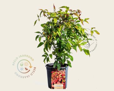 Nandina domestica 'Firepower'