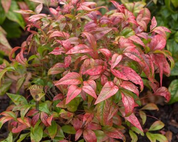 Nandina domestica 'Firepower'