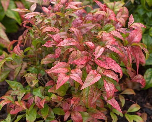 Nandina domestica 'Firepower'