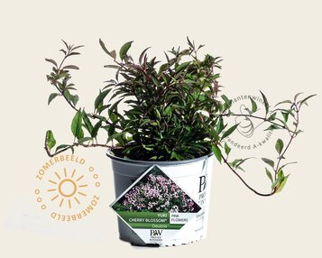 Deutzia x rosea 'Yuki Cherry Blossom' image