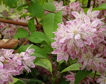 Deutzia x rosea 'Yuki Cherry Blossom'