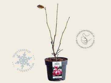 Magnolia soulangeana 'Satisfaction'