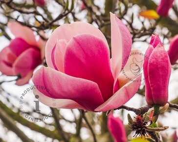 Magnolia soulangeana 'Satisfaction'