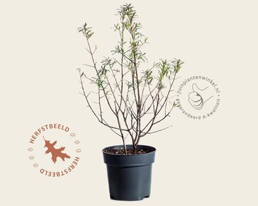 Hippophae rhamnoides 'Friesdorfer Orange'