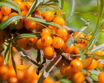 Hippophae rhamnoides 'Friesdorfer Orange'
