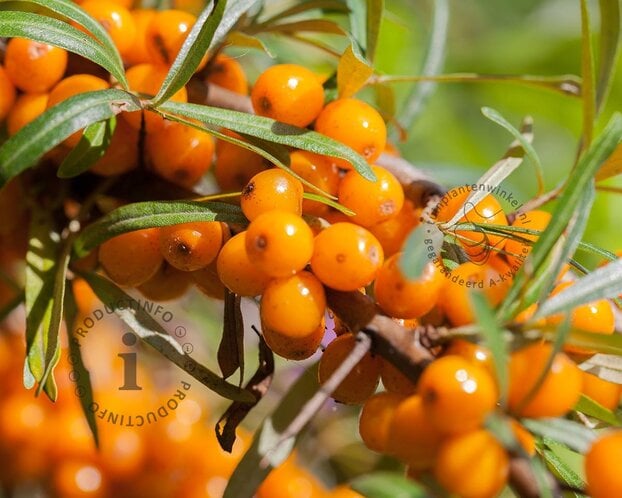 Hippophae rhamnoides 'Friesdorfer Orange'