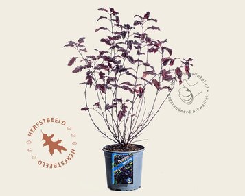 Physocarpus opulifolius 'All Black' image