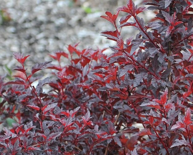 Physocarpus opulifolius 'All Black'