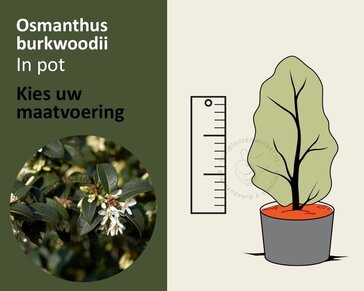 Osmanthus burkwoodii - in pot