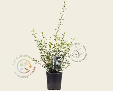 Osmanthus burkwoodii - in pot