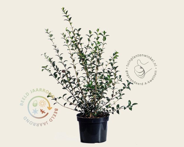 Osmanthus burkwoodii - in pot