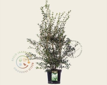 Osmanthus burkwoodii - in pot