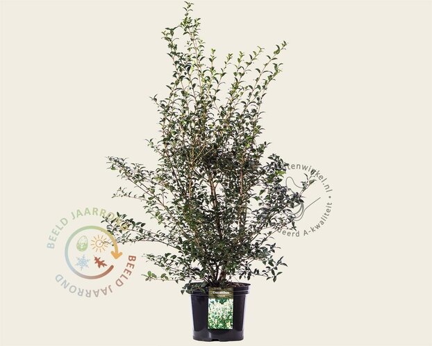 Osmanthus burkwoodii - in pot