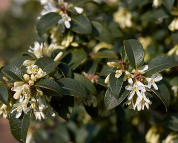 Osmanthus burkwoodii - in pot