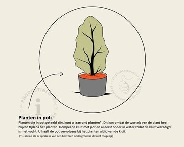 Osmanthus burkwoodii - in pot