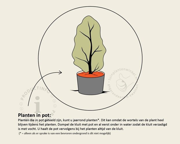 Osmanthus burkwoodii - in pot