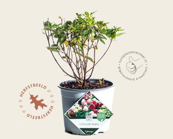 Hydrangea paniculata 'Little Lime Punch' image