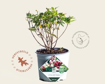 Hydrangea paniculata 'Little Lime Punch'