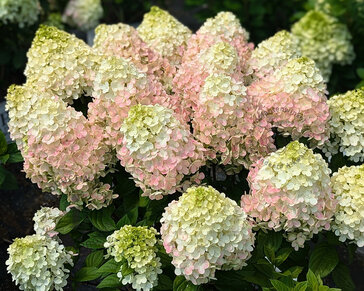 Hydrangea paniculata 'Little Lime Punch'