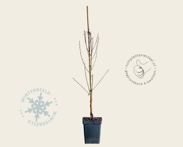 Prunus nucipersica 'Flavortop' - mini