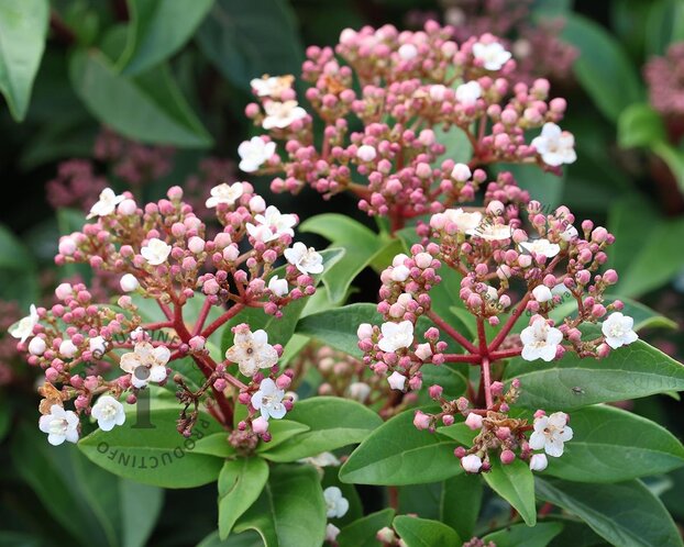 Viburnum tinus 'Spirit'