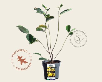 Magnolia 'Yellow Lantern' image