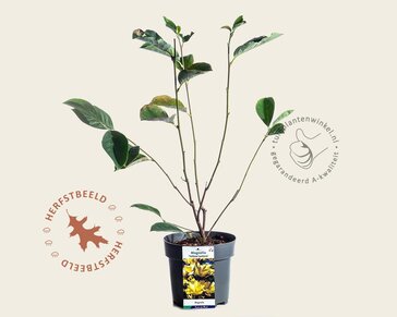 Magnolia 'Yellow Lantern'