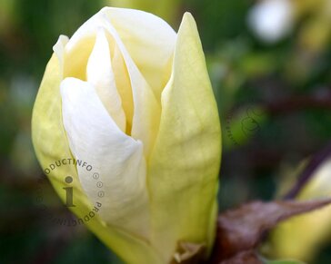 Magnolia 'Yellow Lantern'