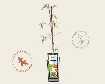 Hippophae rhamnoides 'Pollmix'