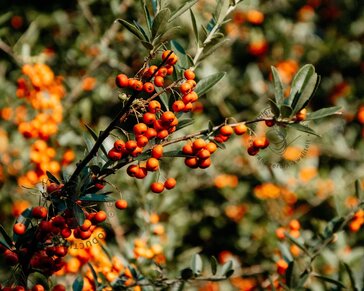 Hippophae rhamnoides 'Pollmix'