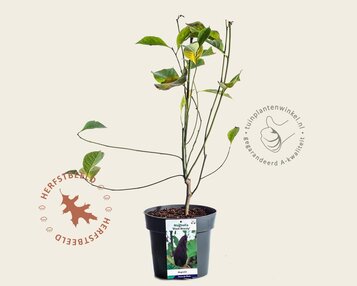 Magnolia 'Black Beauty' image