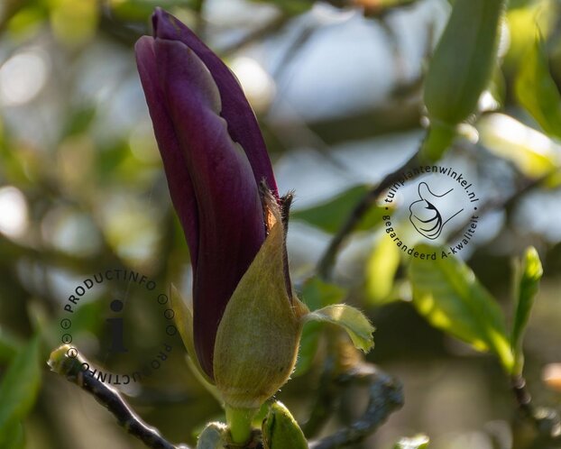 Magnolia 'Black Beauty'