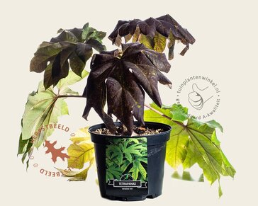 Tetrapanax papyrifer 'Rex'