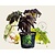 Tetrapanax papyrifer 'Rex'